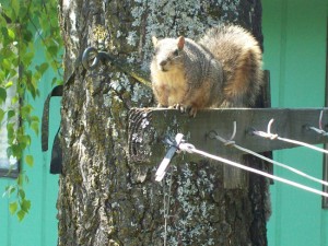 MrSquirrel