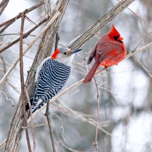 Winterbirds