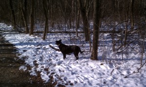 rea in the snow