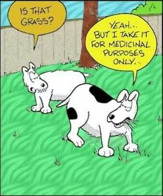 dog grass joke