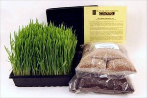wheatgrass kit